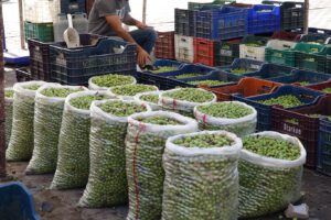 Mardin esnafı bu yılki zeytin sezonunu olumlu karşıladı