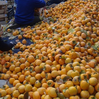 Adıyaman’da hurma hasadı çiftçinin yüzünü güldürdü