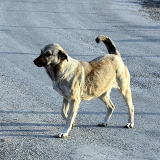 BAŞIBOŞ KÖPEK TEHDİDİ ARTIYOR! PEKİ NEDEN ÖNLEM ALINMIYOR?