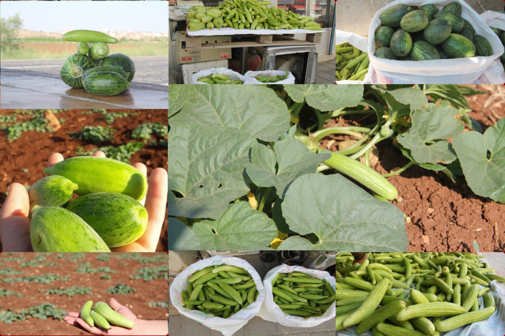 Coğrafi işaretli Midyat Acuru yetiştiricilerine üretim desteği