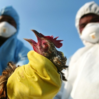 Gambiya’da kuş gribi