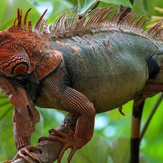 İguana ısırdı! Çocukta gizemli bir enfeksiyon ortaya çıktı