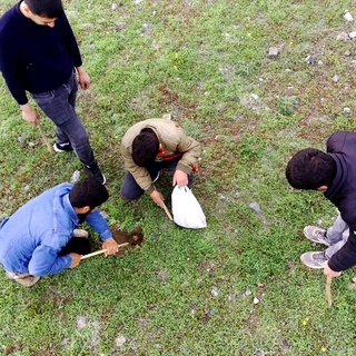 Elazığ’da kumi mantarı seferberliği