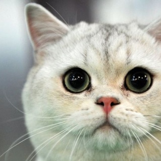 Kedilerin dikkatini çekmenin en iyi yolu!