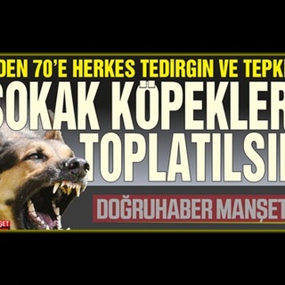 7’den 70’e herkes tedirgin ve tepkili SOKAK KÖPEKLERİ TOPLATILSIN