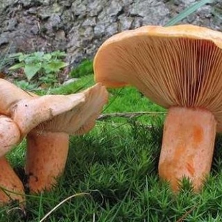 Bakan Koca’dan uyarı!