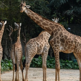 İklim değişikliği, zürafaların yaşamını tehdit ediyor