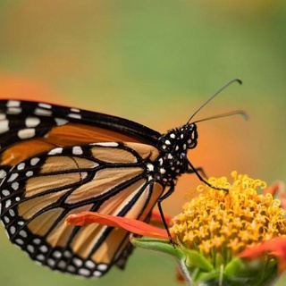 Kral kelebeklerinin bir özelliği daha ortaya çıktı