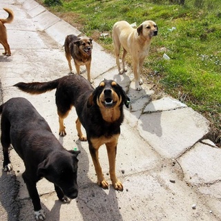 OKUDUKLARINI DA ANLAMIYORLAR DUYDUKLARINI DA