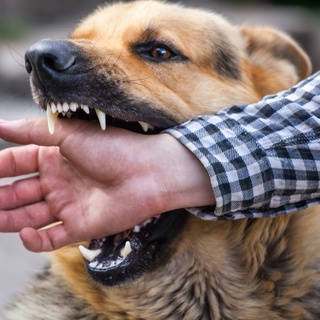 Başıboş köpek sorunu çözülemiyor, kuduz vakaları artıyor! Kuduz nasıl bulaşır, kuduzun belirtileri nelerdir?
