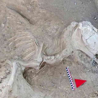 2800 yıllık at, ağzındaki gem ile birlikte bulundu