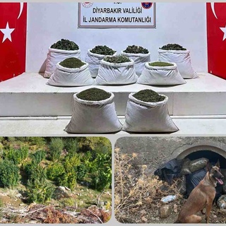 Diyarbakır’da uyuşturucu operasyonu: 121 kilo esrar, 350 bin kök bitkisi ele geçirildi
