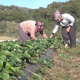 Taşlık araziyi, azmiyle, çilek bahçesine dönüştürdü