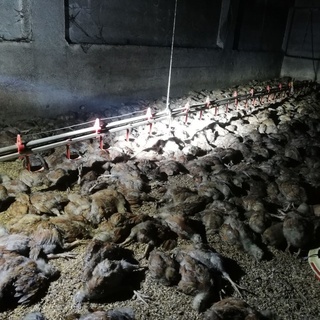 Balıkesir’de yangın faciası: 11 bin civcic telef oldu