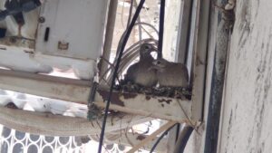 Nusaybin’de Klima Motoruna Yuva Yapan Kumru, Ev Sahibinin Klimasını 1 Aydır çalıştırmaya kıyamıyor