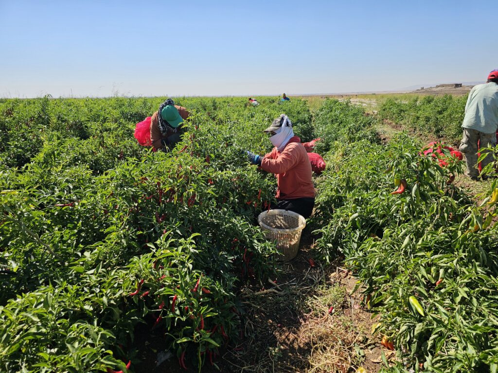 Nusaybin’de Üretilen Doğal Biberler Türkiye’ye Dağıtılıyor