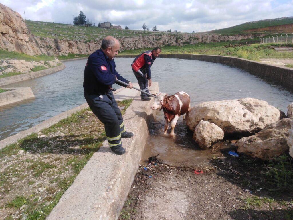 Nusaybin’de su kanalına düşen inek kurtarıldı