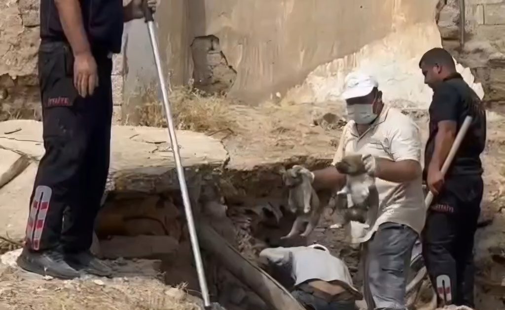 Nusaybin’de çöken metruk evin enkazından 5 yavru köpek ve anneleri kurtarıldı